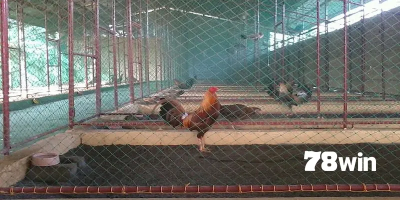 Cách làm chuồng chạy cho gà đá với kích thước hợp lý